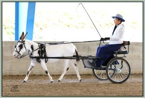 Blue Grass Mallery, Reserve Champion High Point Driving Jennet in Tennessee!